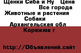 Щенки Сиба и Ну › Цена ­ 35000-85000 - Все города Животные и растения » Собаки   . Архангельская обл.,Коряжма г.